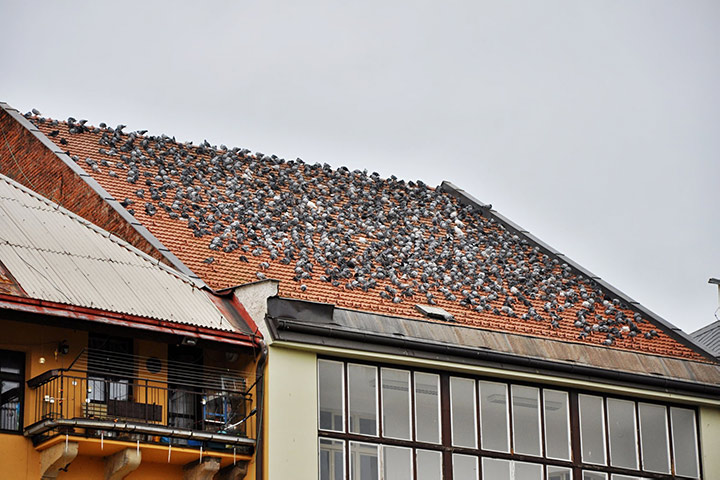 A2B Pest Control are able to install spikes to deter birds from roofs in Hadley. 