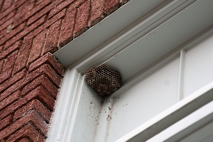 We provide a wasp nest removal service for domestic and commercial properties in Hadley.